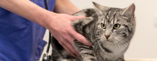 Hyperthyroidism in Cats Symptoms Treatment Purina